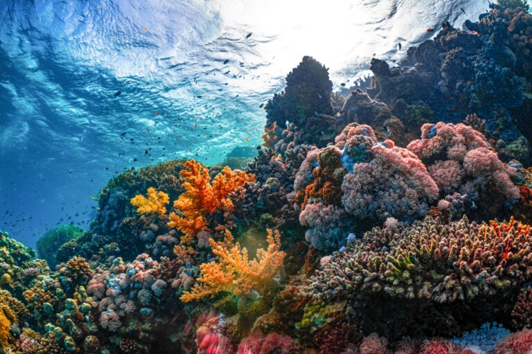 Exploring Barrier Reef