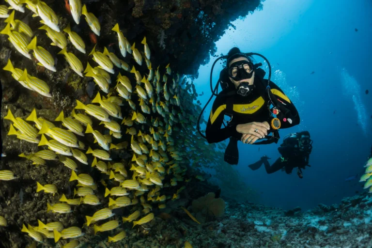 Diving In Paradise